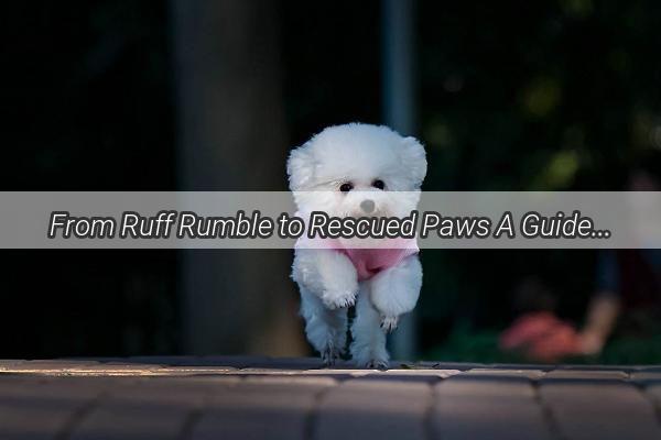 From Ruff Rumble to Rescued Paws A Guide to Handling Your Dogs Brawl Incident